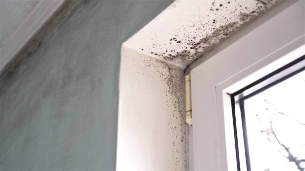 Mold Remediation for Rental Properties in Las Quintas Fronterizas, TX